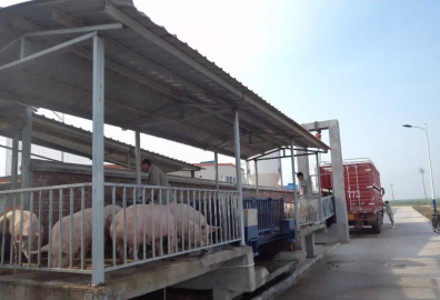 豬場售豬臺上懸掛220V微型電動葫蘆的真實(shí)用處